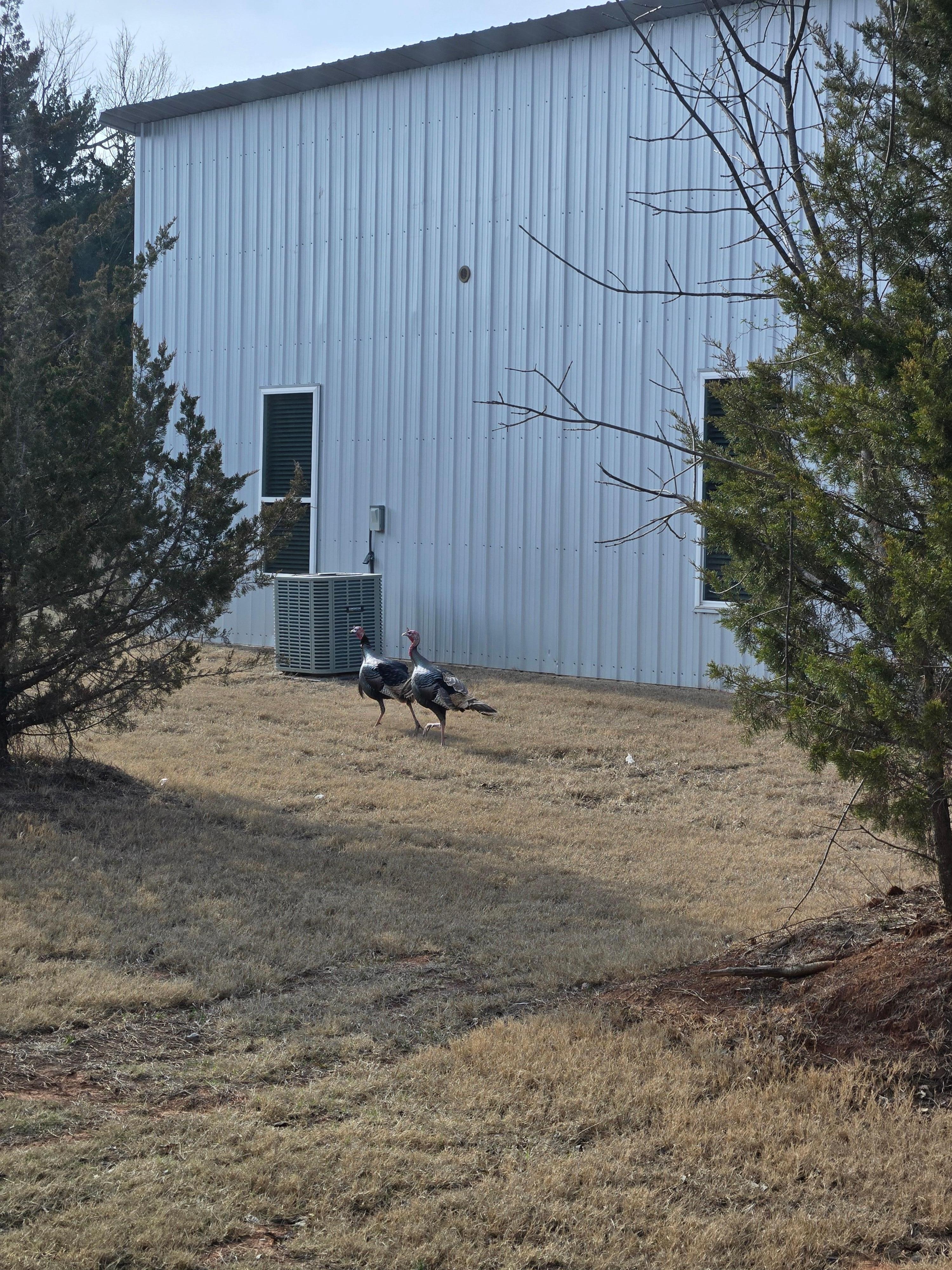 Wild turkeys visited us almost daily.