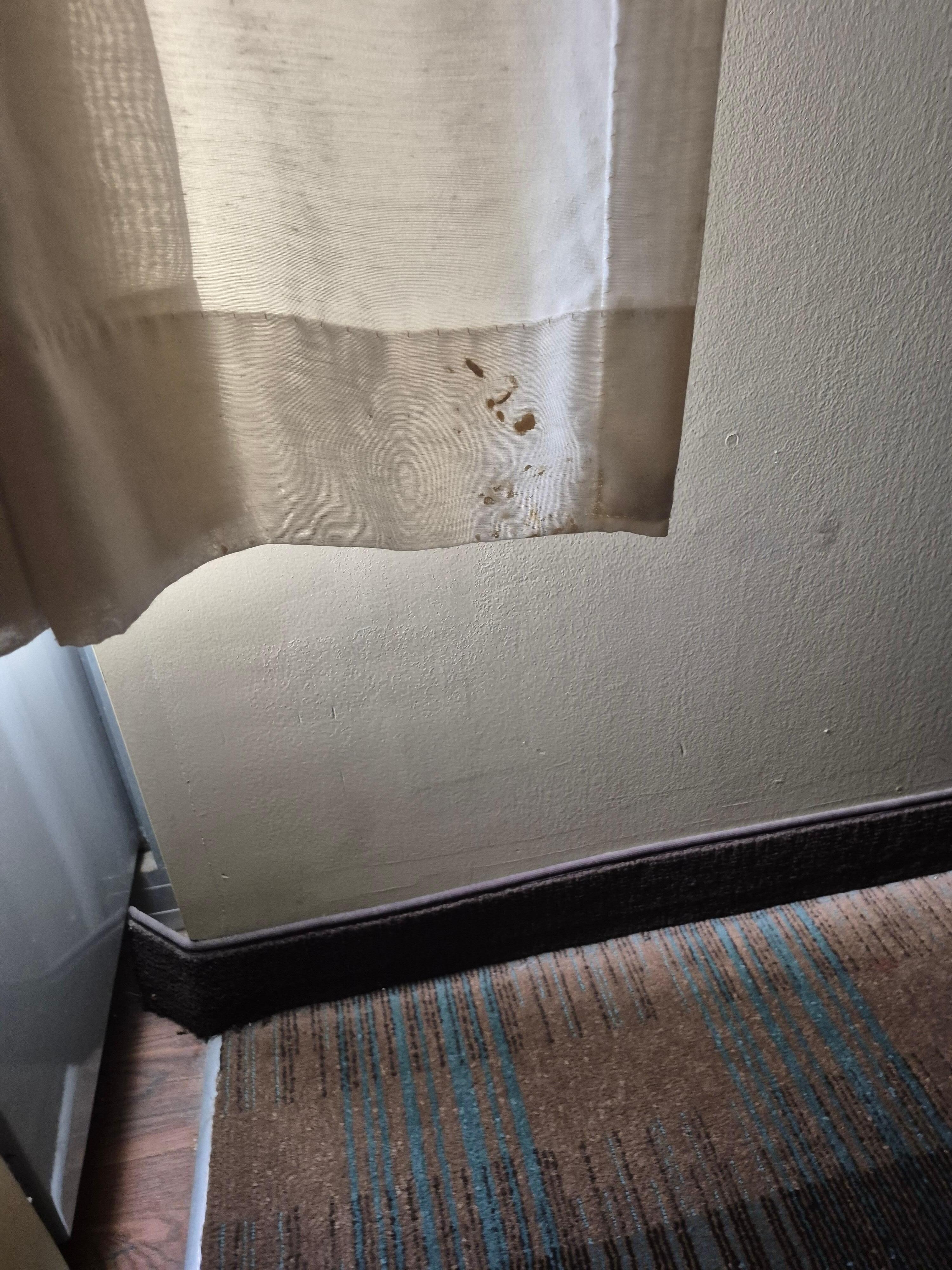 Dead bugs in the curtains 
