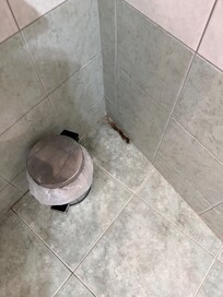 Picture of second bathroom with more ants