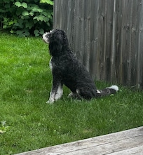 Luca on the lookout