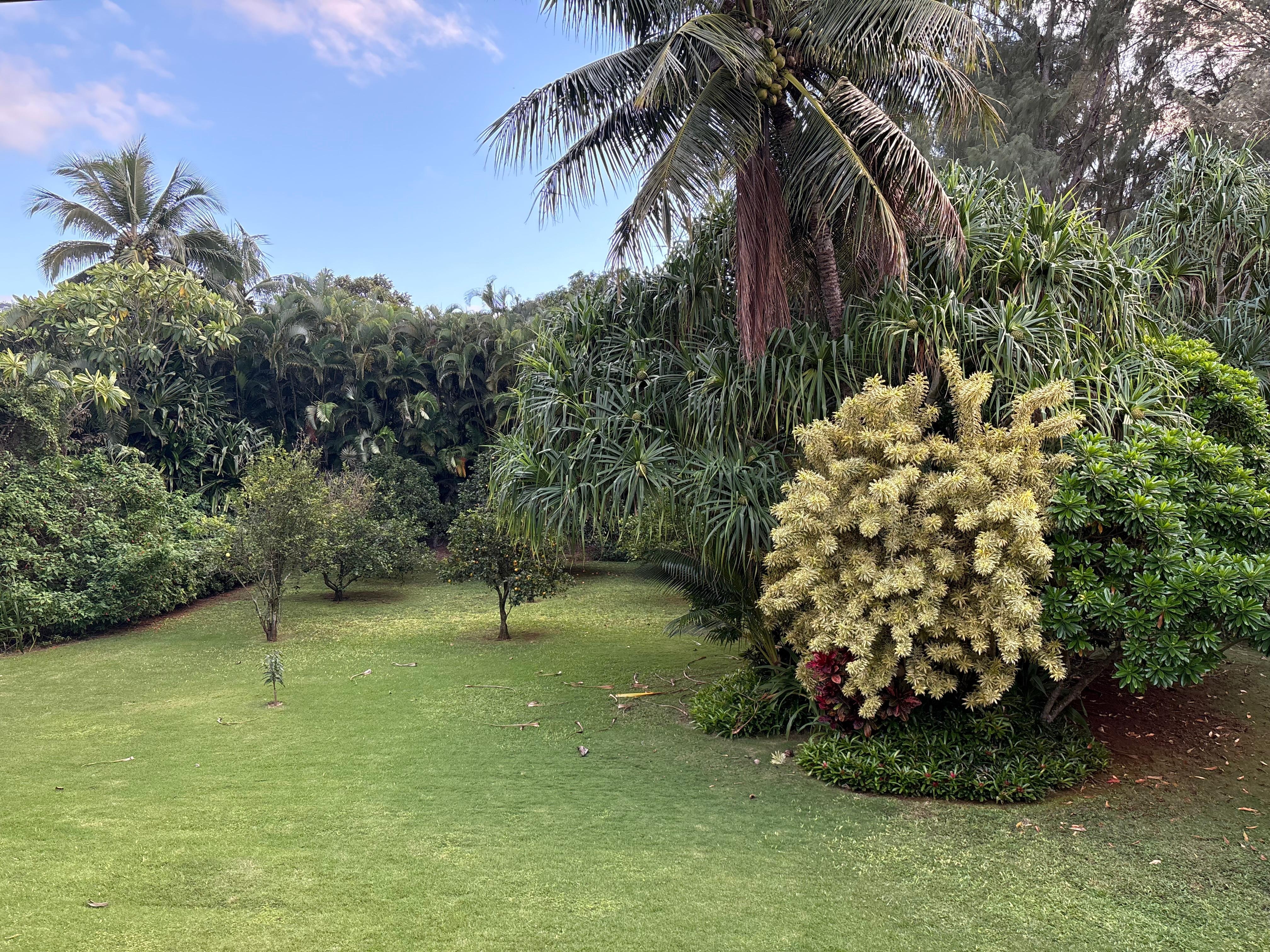 The citrus grove in the back yard 