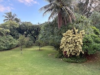 The citrus grove in the back yard