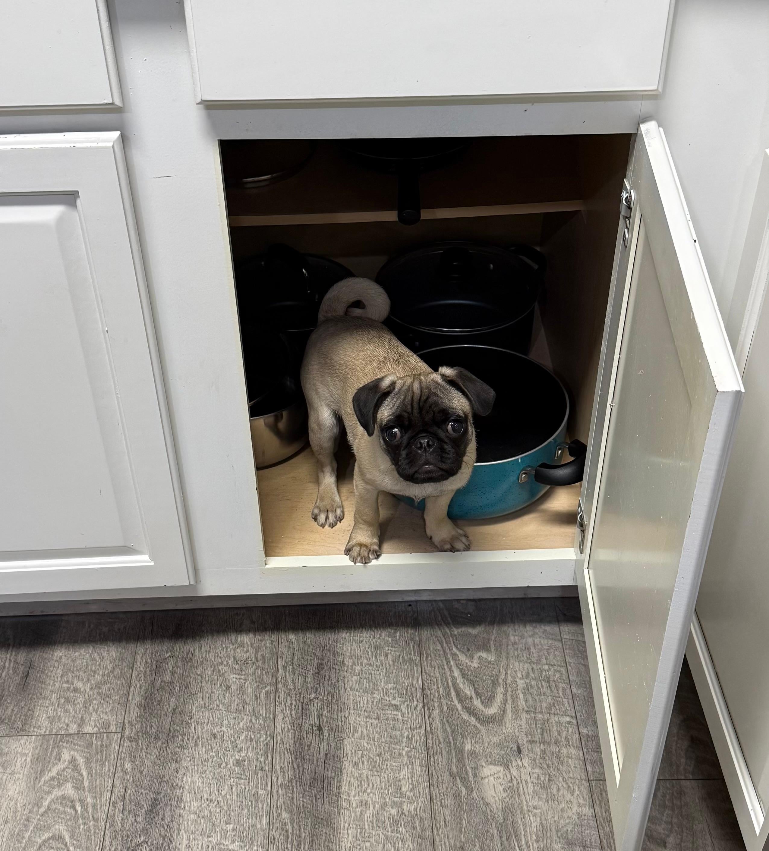 Iggy found the pots and pans cupboards!!!
