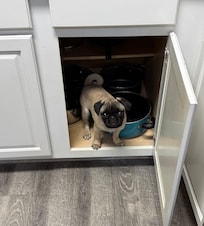 Iggy found the pots and pans cupboards!!!