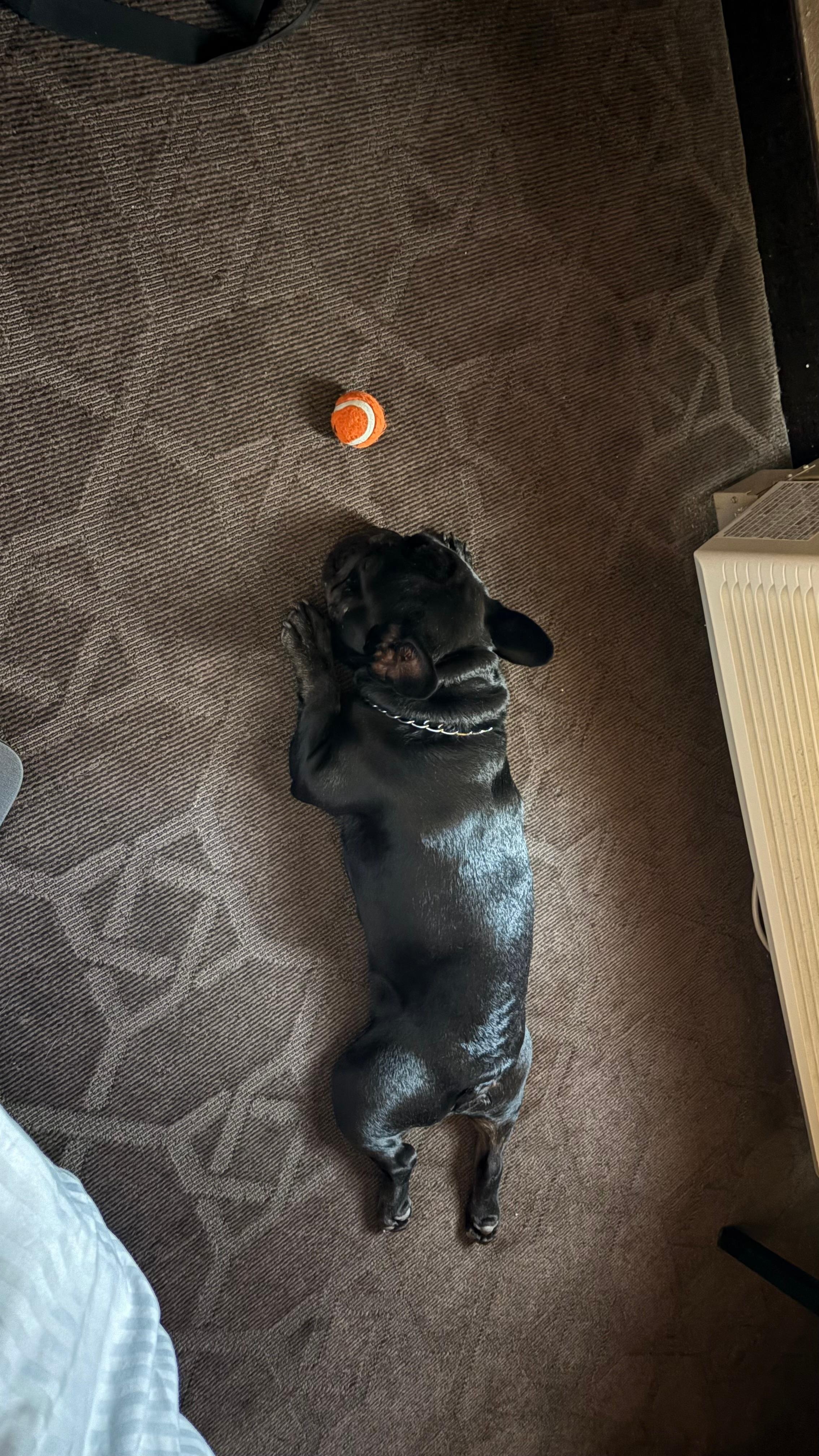 Service dogs welcome , he loves to relax