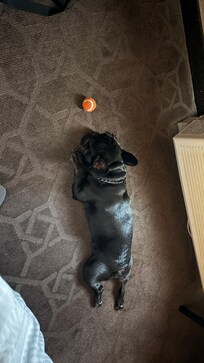 Service dogs welcome , he loves to relax