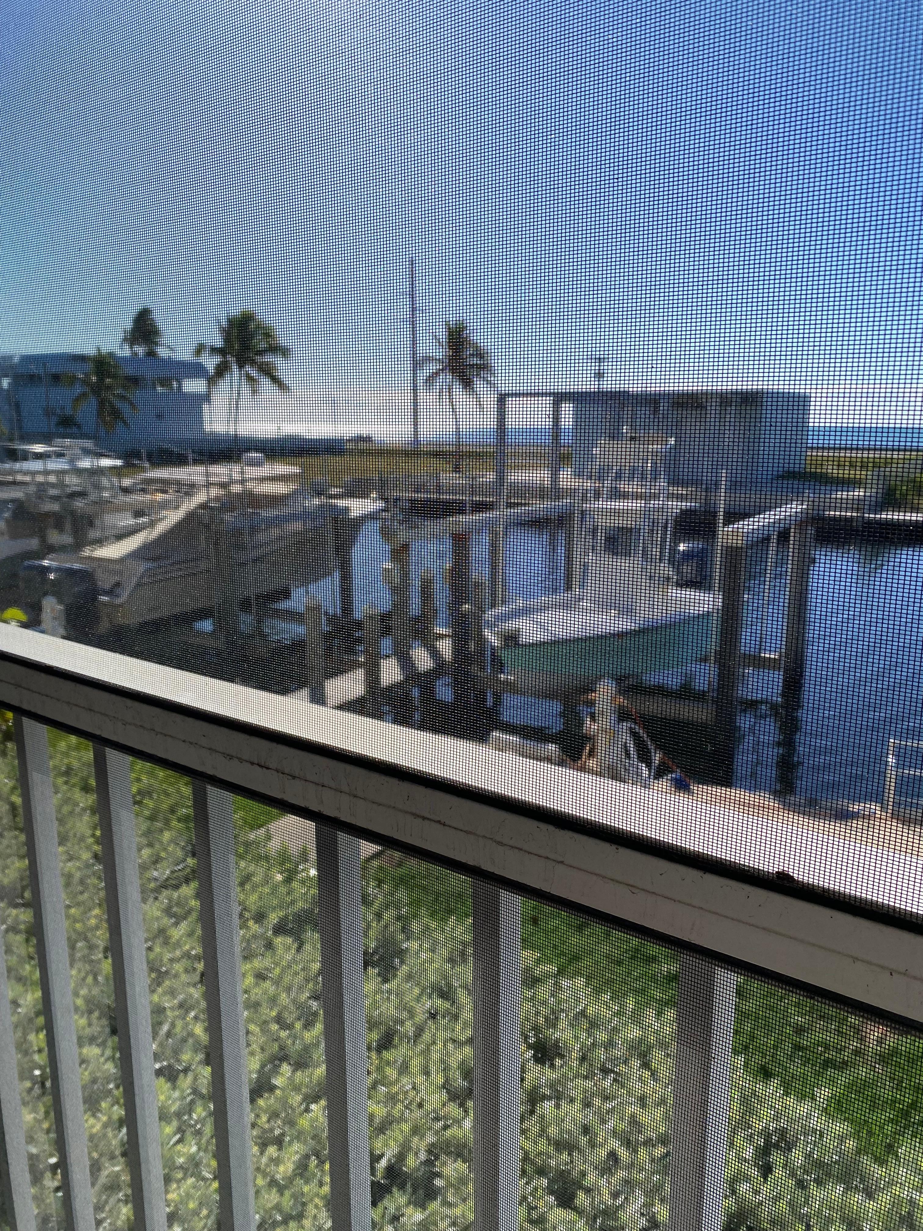 View from screened porch 