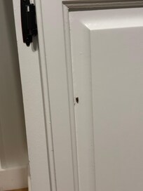One of several bugs crawling around