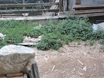 Orties, bouts de taules et cailloux sur l'accès au chalet (entrée et terrasse)