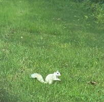 White squirrel spotting