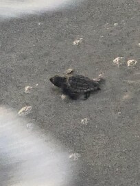 Baby sea turtle making way to the ocean!