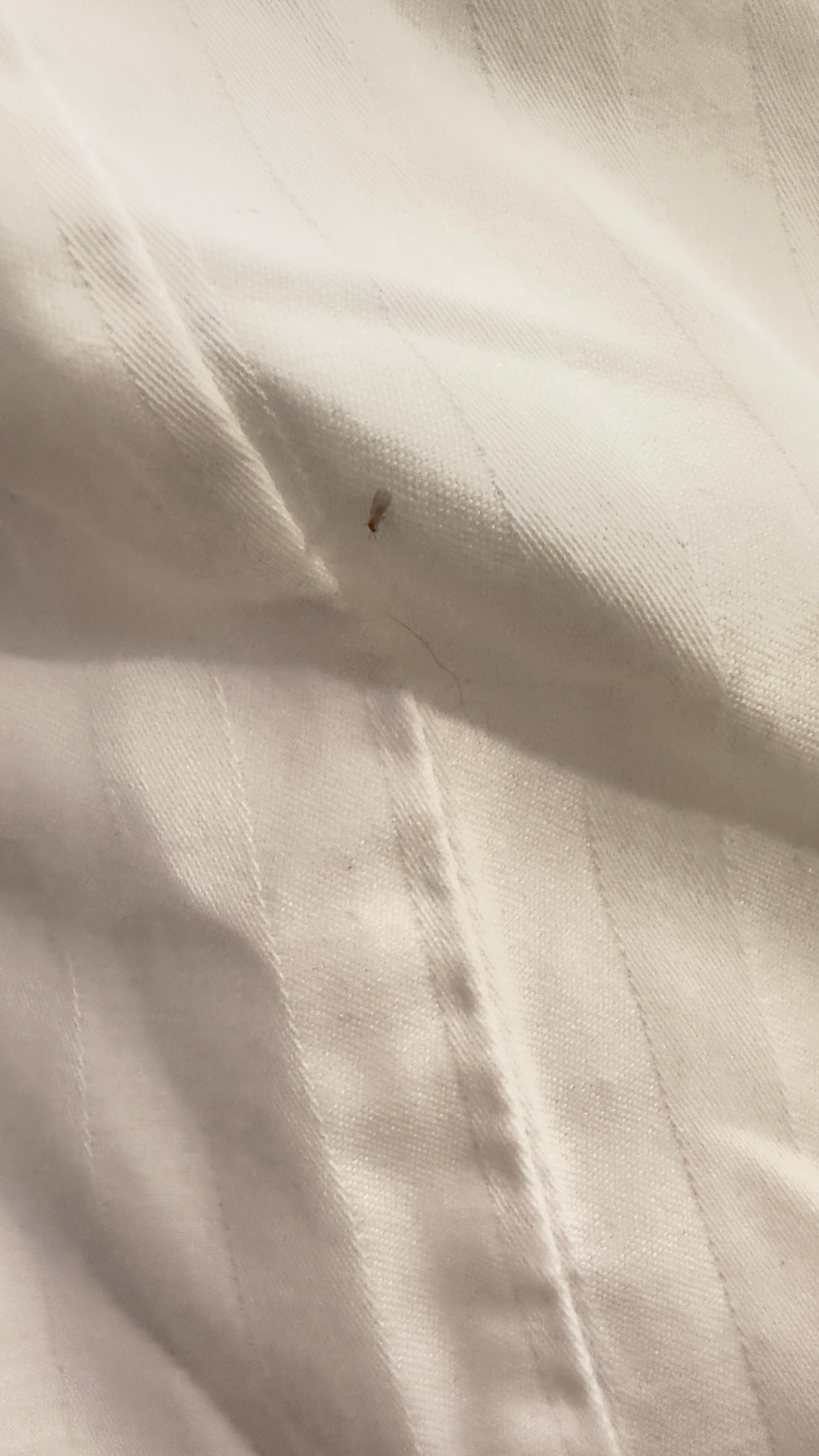 Blood on pillow cases 