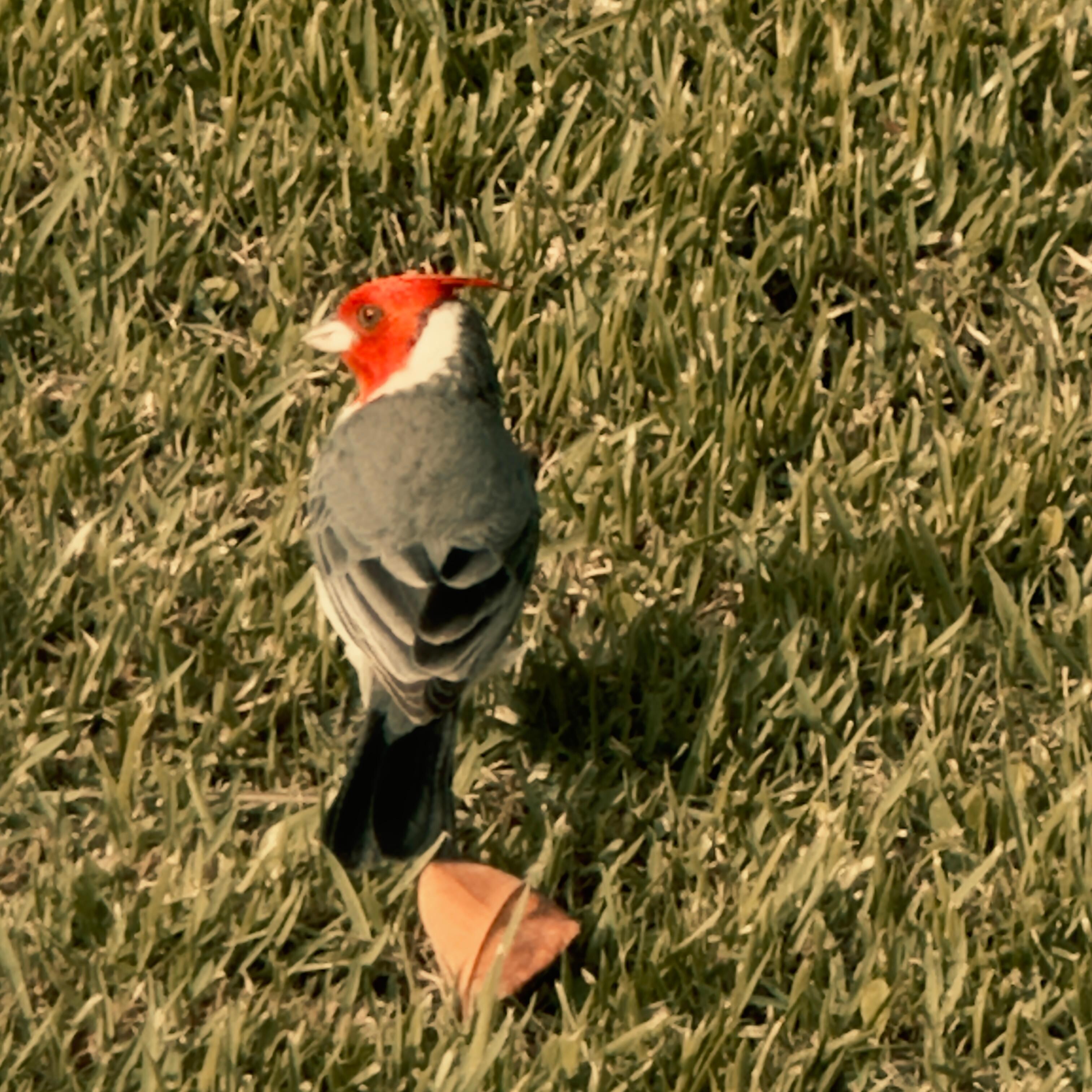 Another colorful friend. 