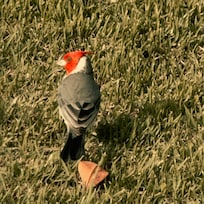 Another colorful friend.