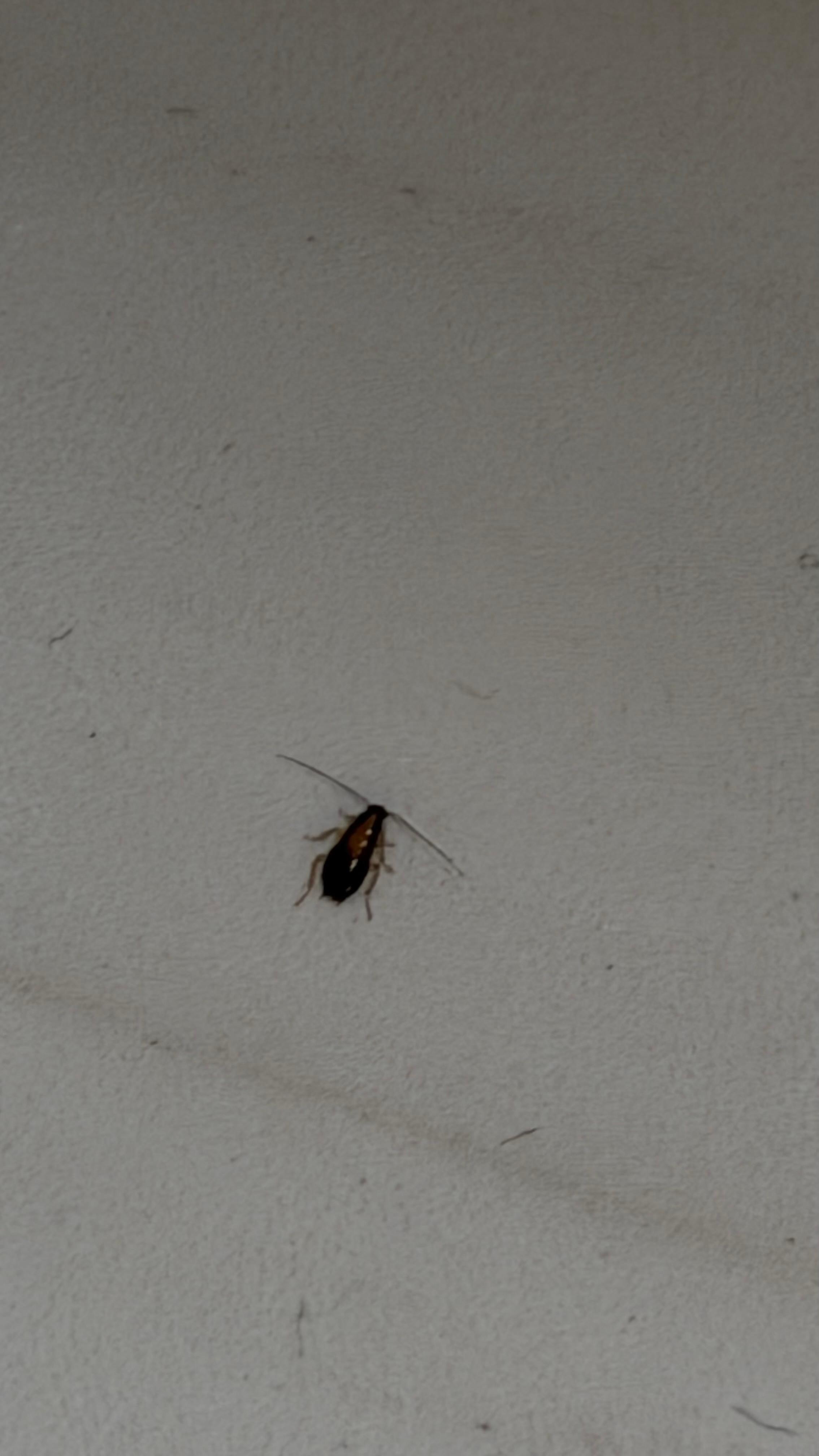  A little cockroach came out from the edge of the bathtub.