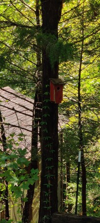 Tree and Bird House
