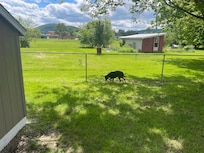 Fenced in backyard.