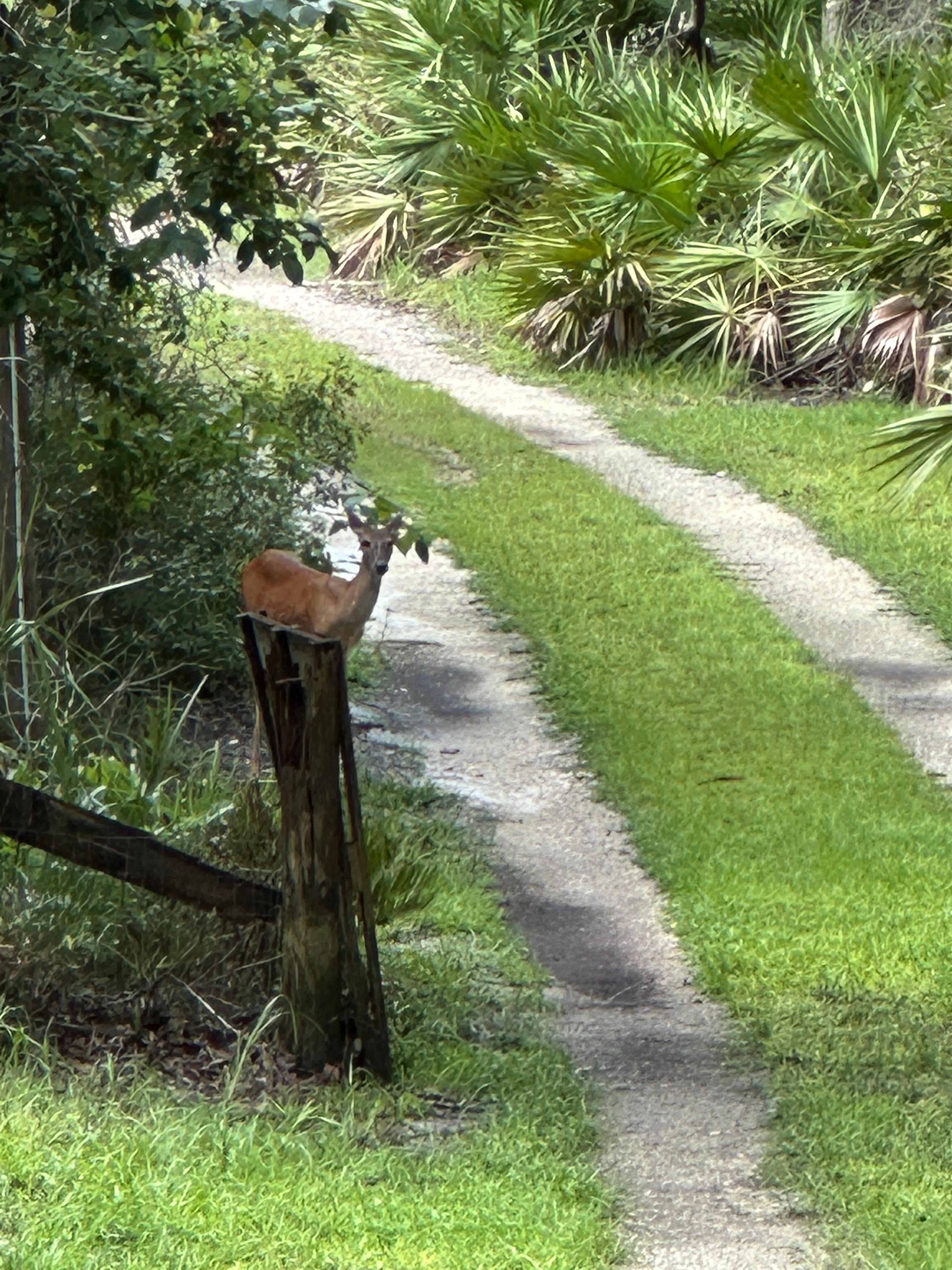 Fawn in the driveway