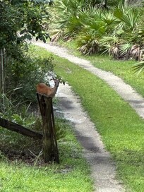 Fawn in the driveway