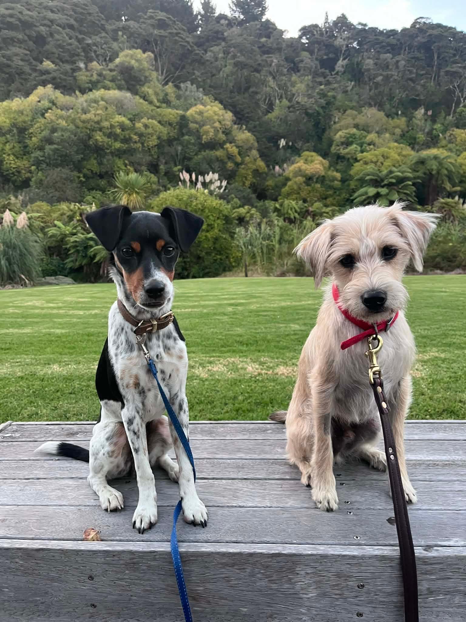 The garden was wonderful for the dogs