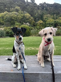 The garden was wonderful for the dogs