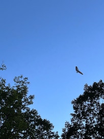 Hang glider