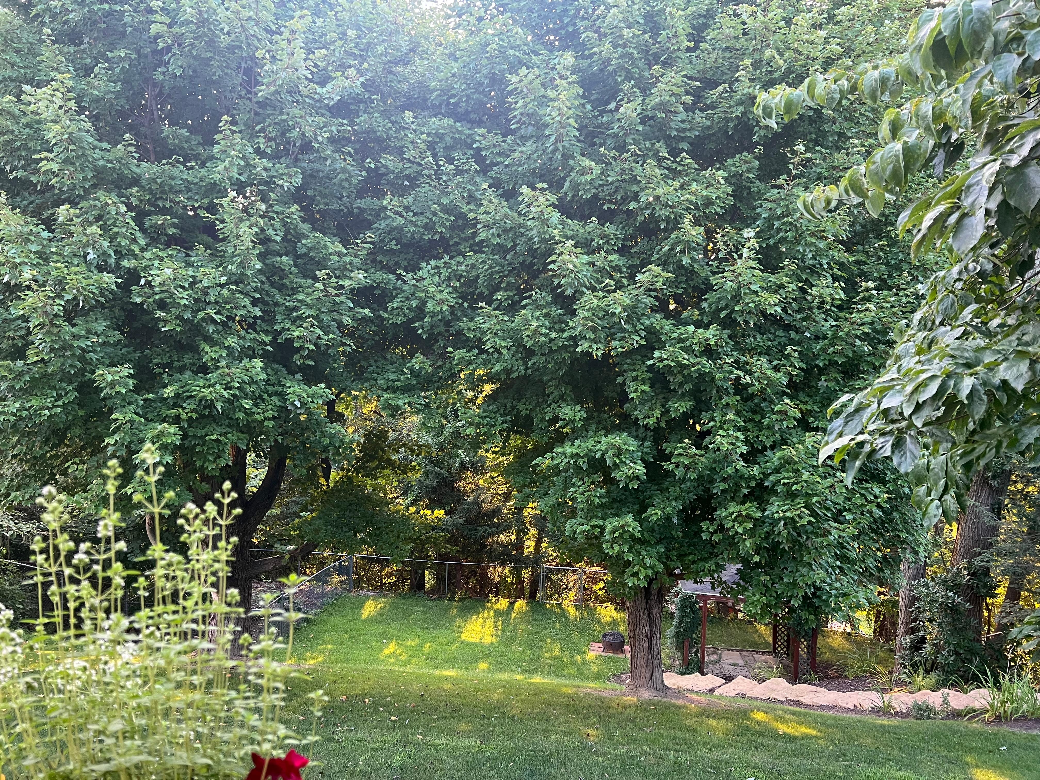 View from the back deck.