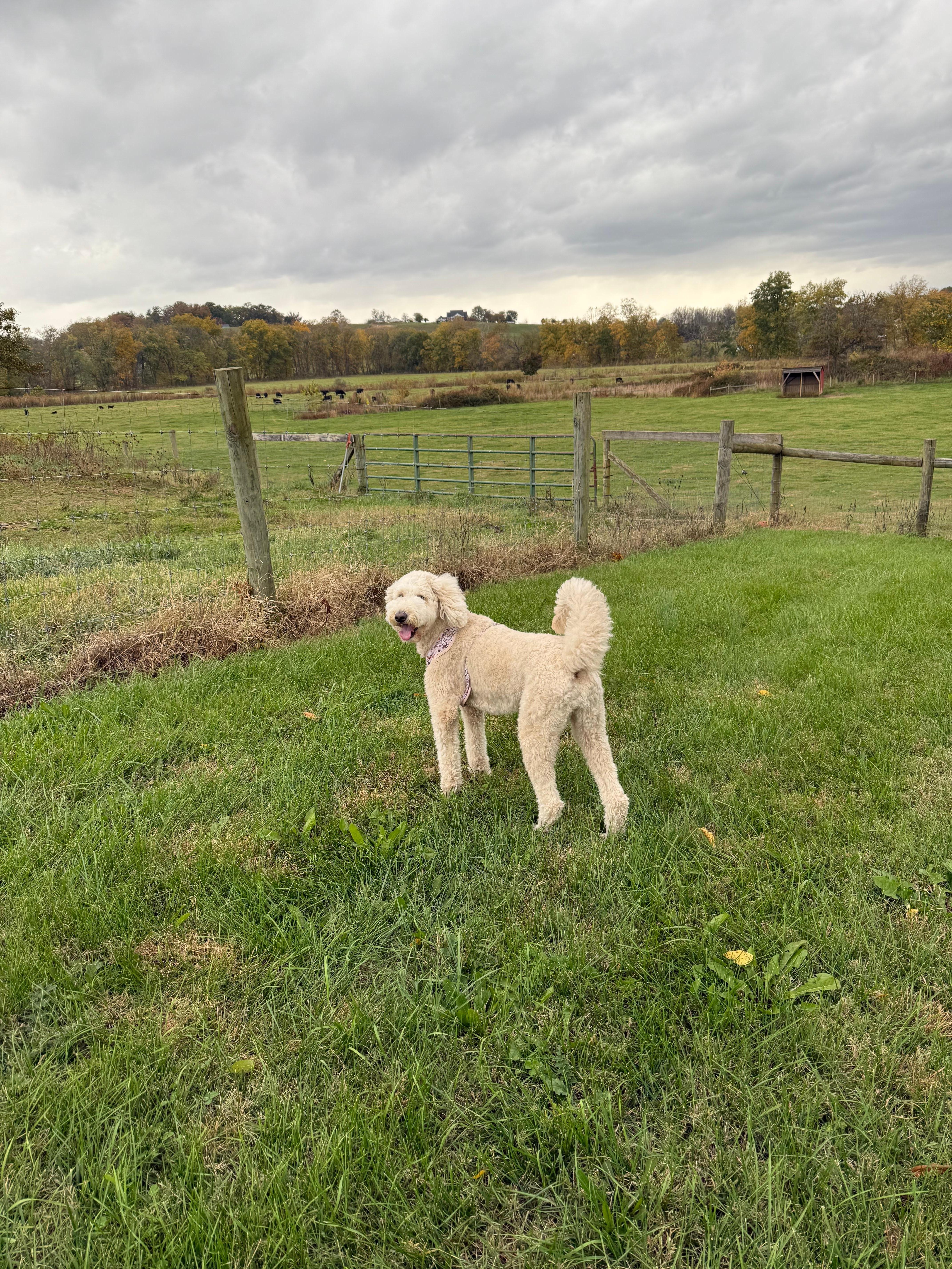 In backyard enjoying the views 