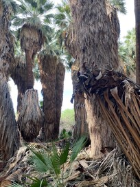 20 minute drive to see the thousand palms oasis