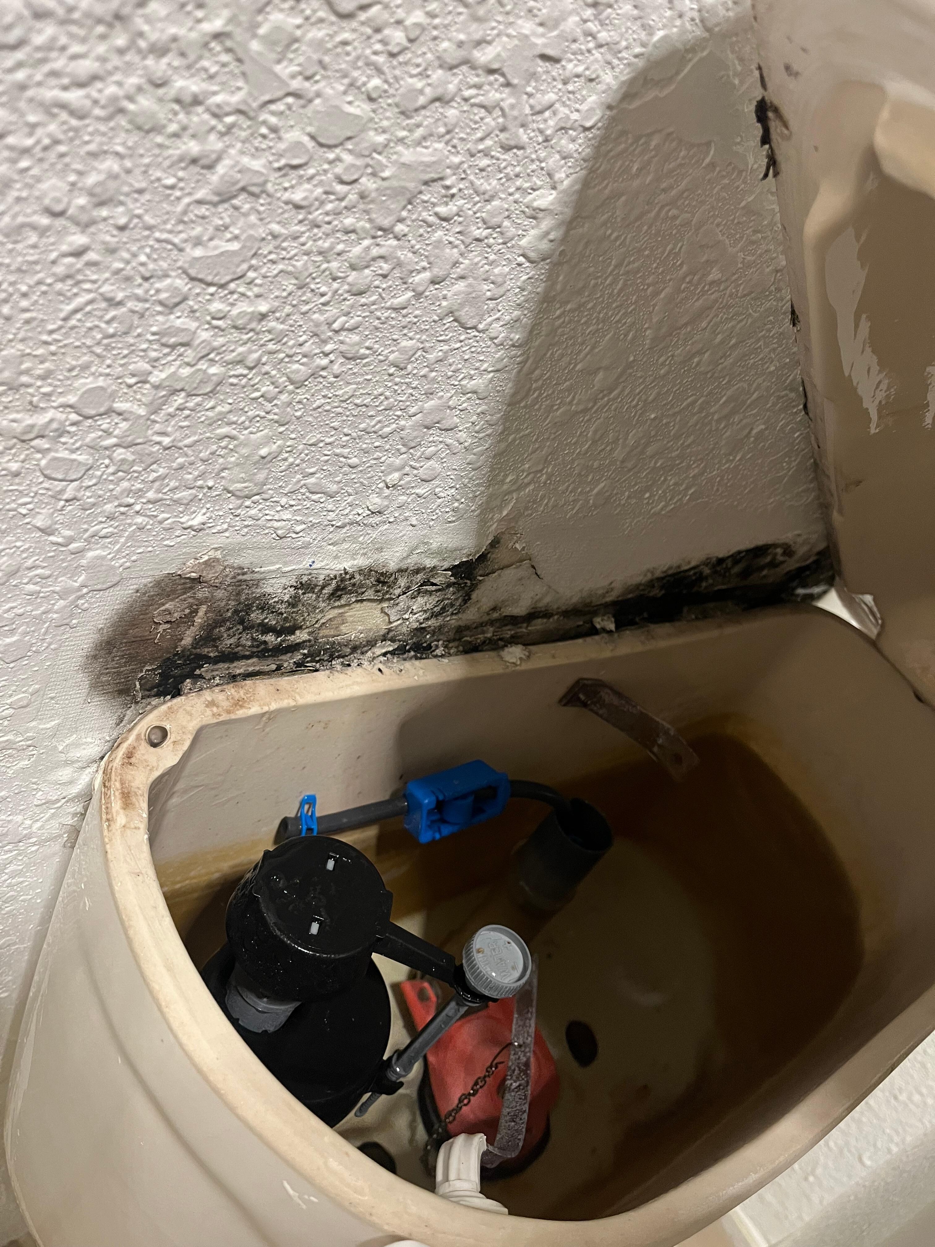 Bathroom toilet mold
