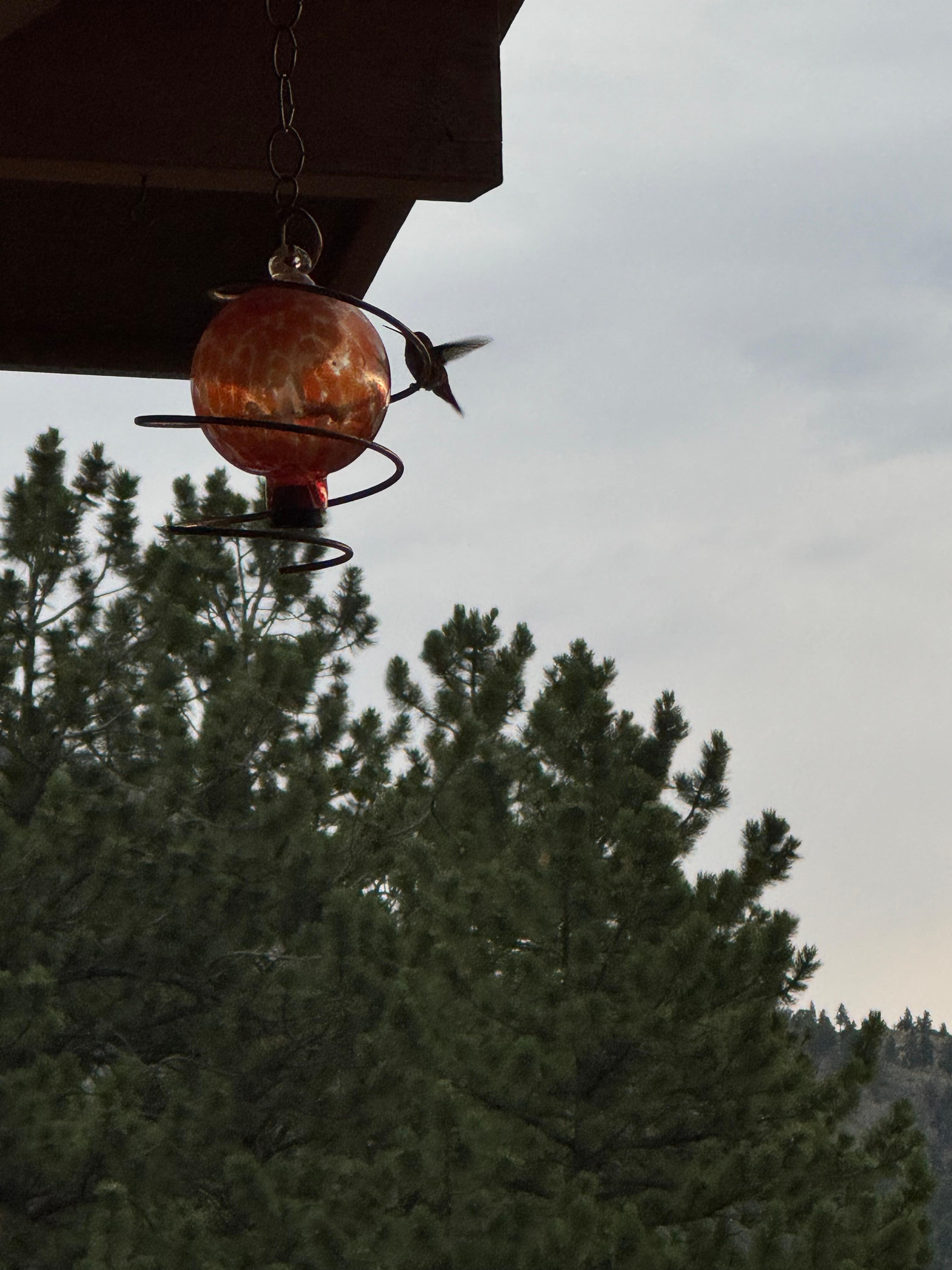 Our hummingbird friends.
