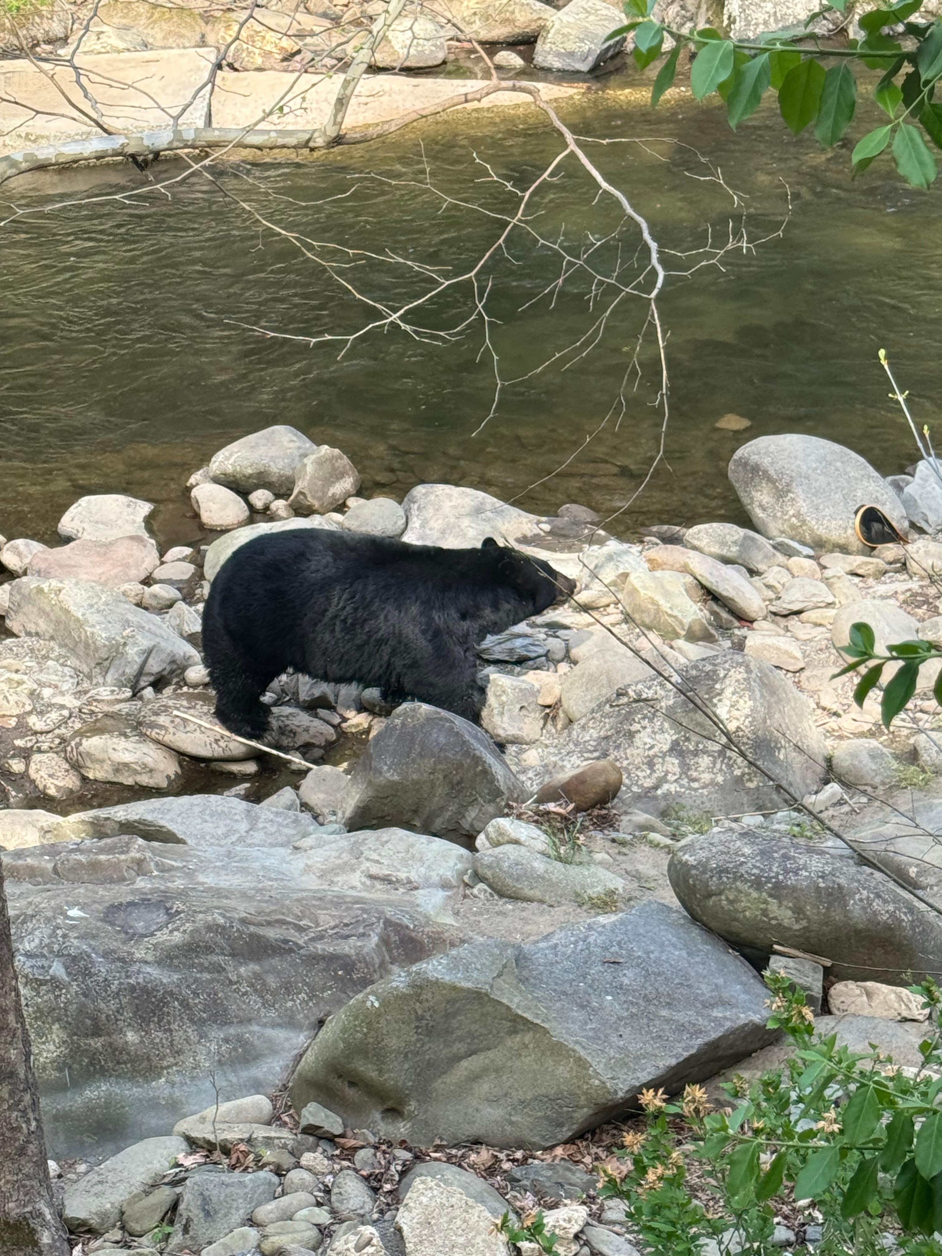 This bear visited us ever day