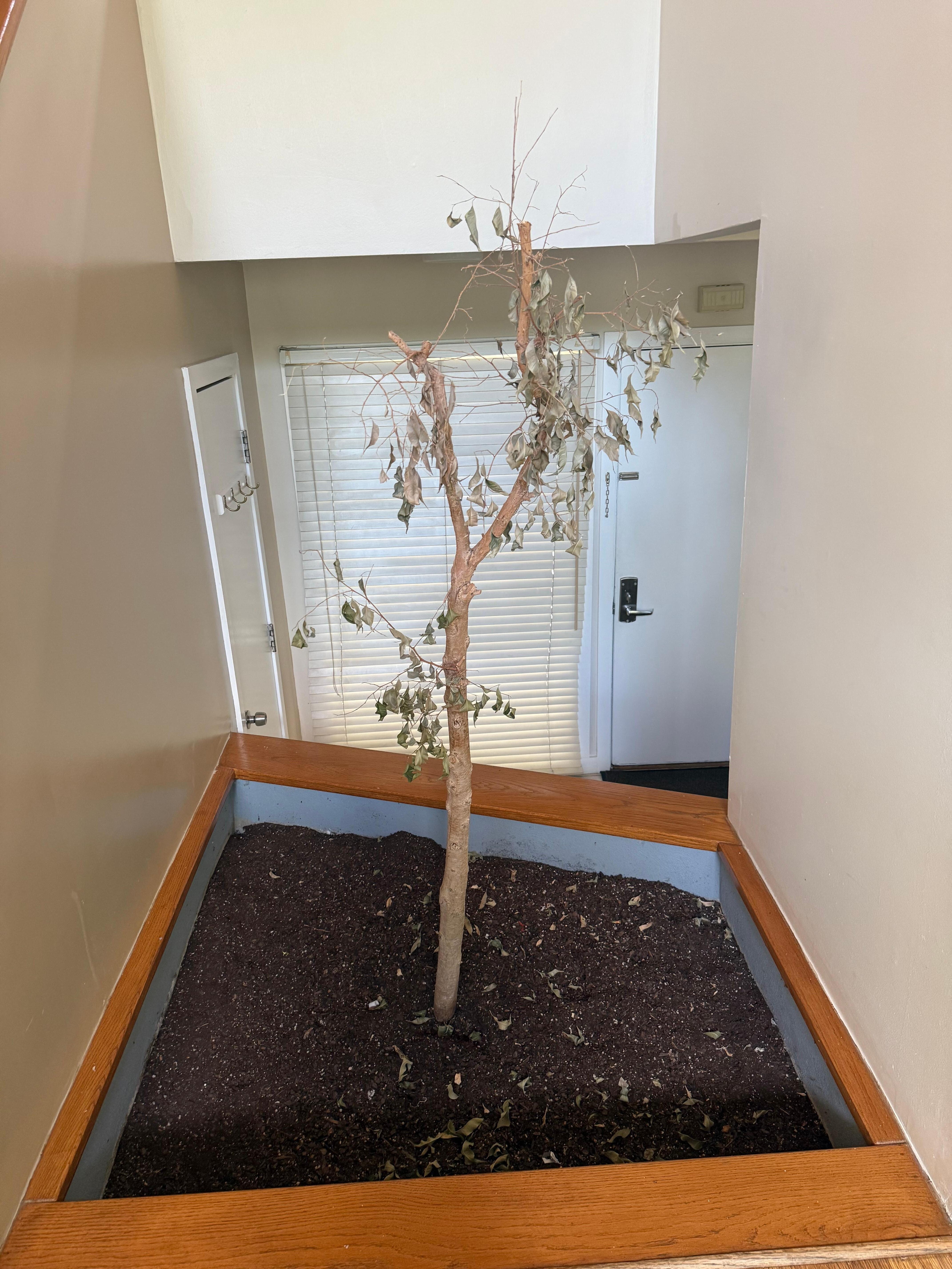 Dead tree