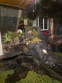 In room fish pond area, behind glass wall