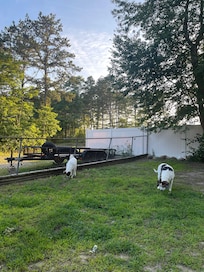 Dogs loved the yard!