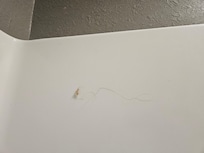 Hair attached to shower wall