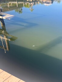 Jellyfish were a morning staple of our stay alone with Manatee and Dolphins in the canal