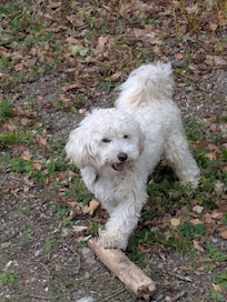 Unser Hund Rudi (Maltipoo)