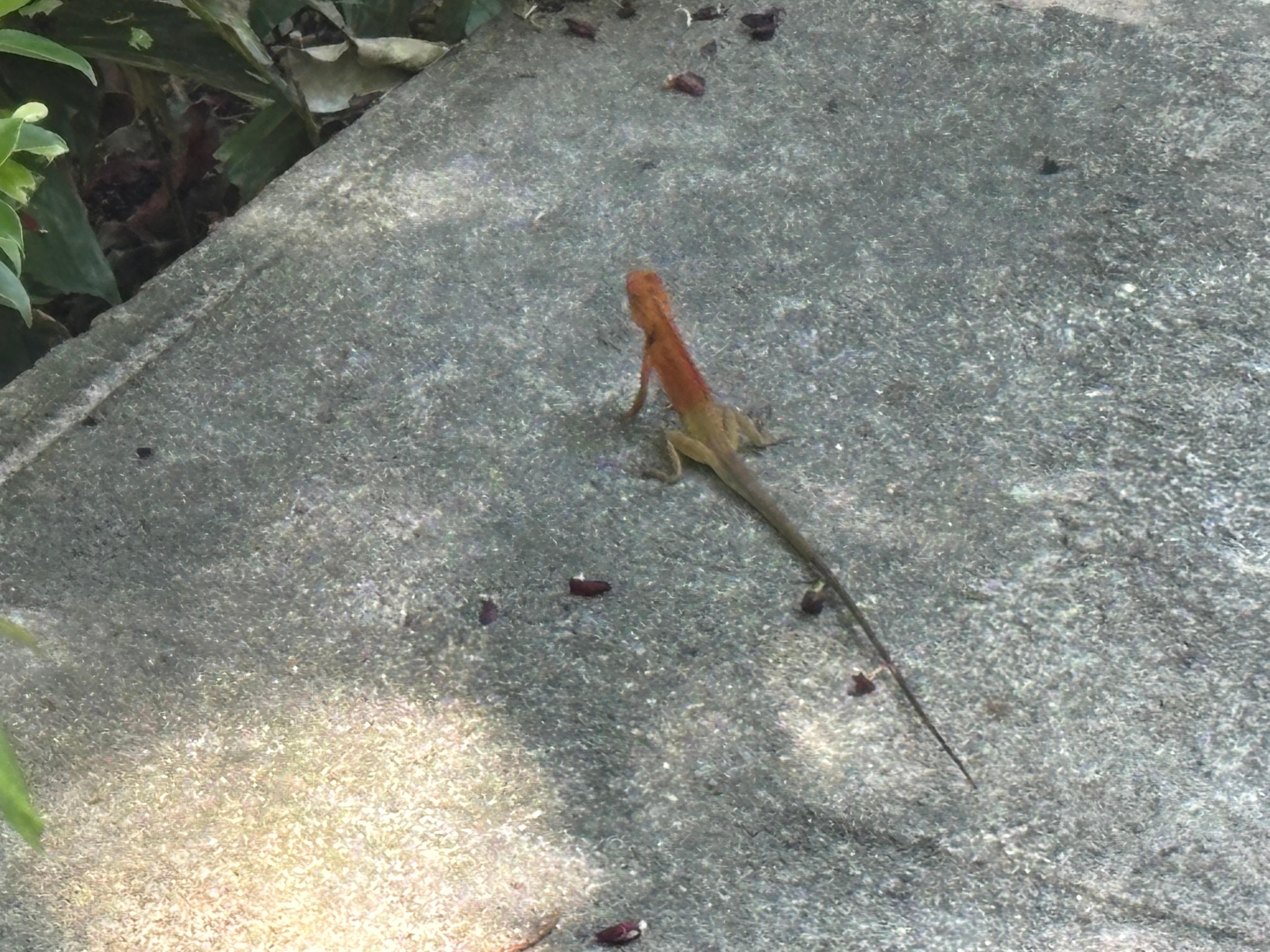 Garden lizard