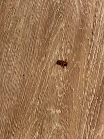 Roach as soon as we entered our room.