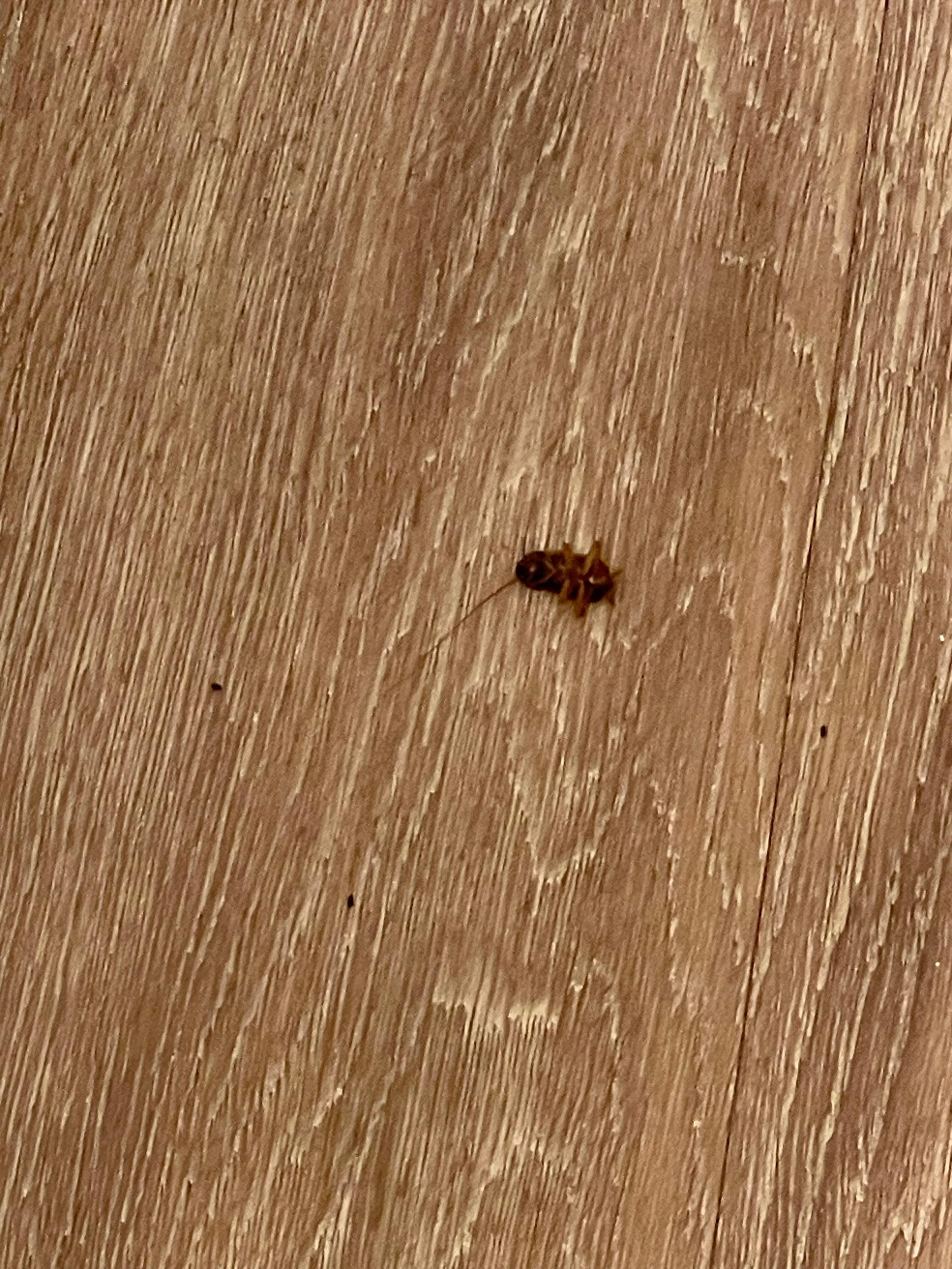 Roach as soon as we entered our room.