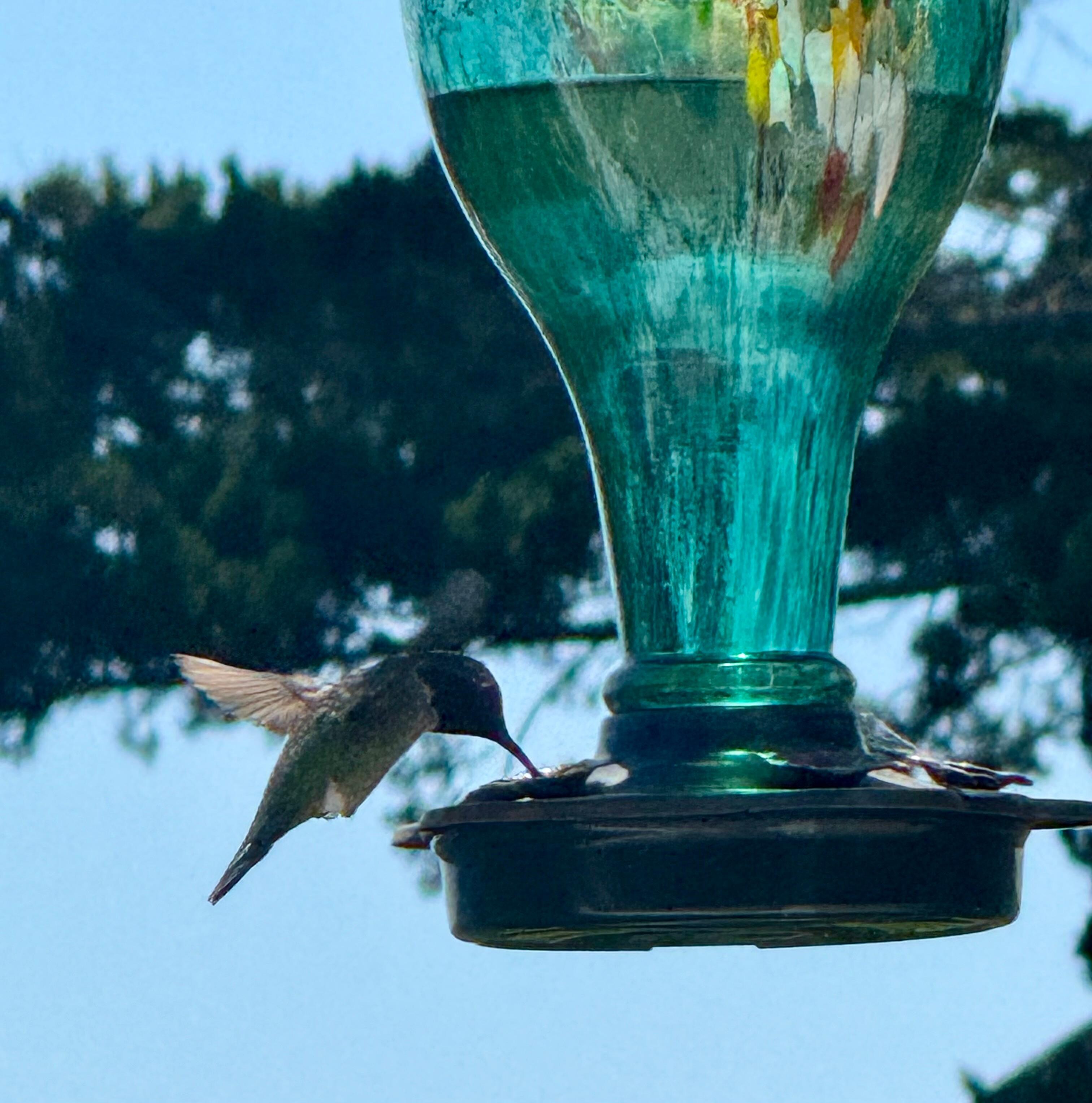 Filled the feeder on the balcony and had 1-3 hummingbirds multiple times a day