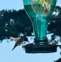 Filled the feeder on the balcony and had 1-3 hummingbirds multiple times a day