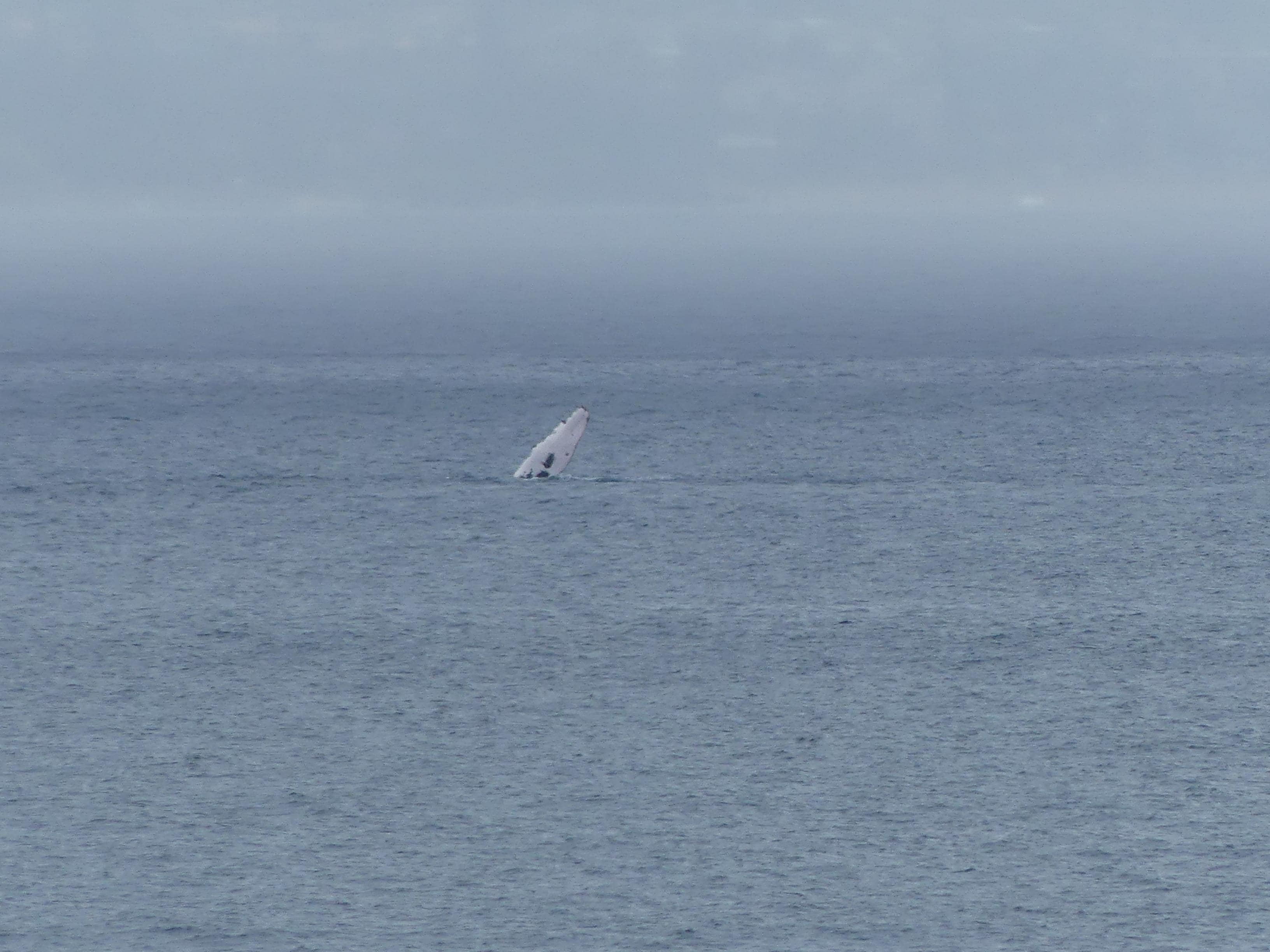 Whale watching from the lanai