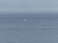 Whale watching from the lanai