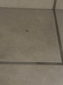 Roach