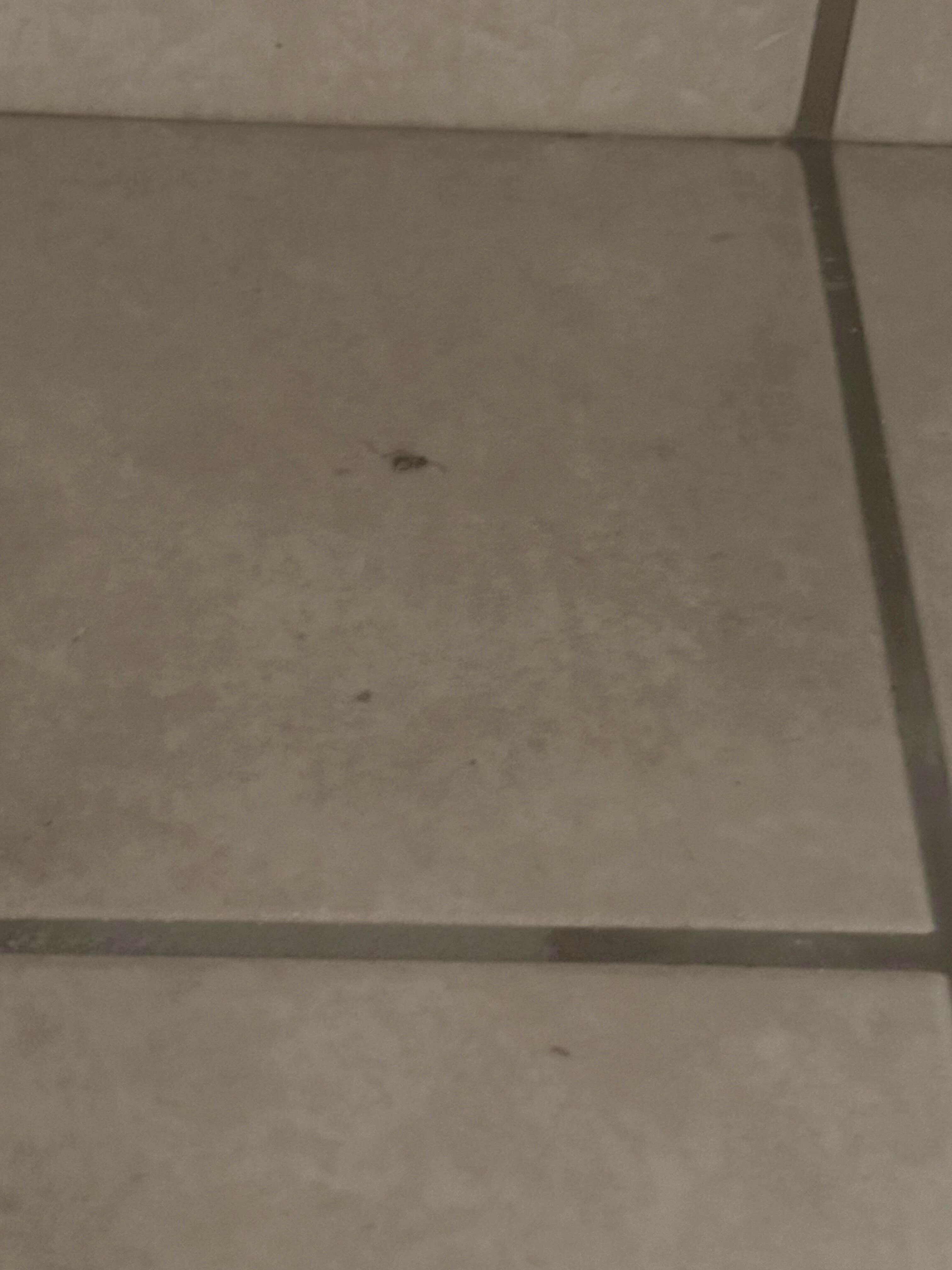 Roach