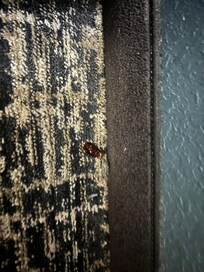 Nasty black roach I the bed.
