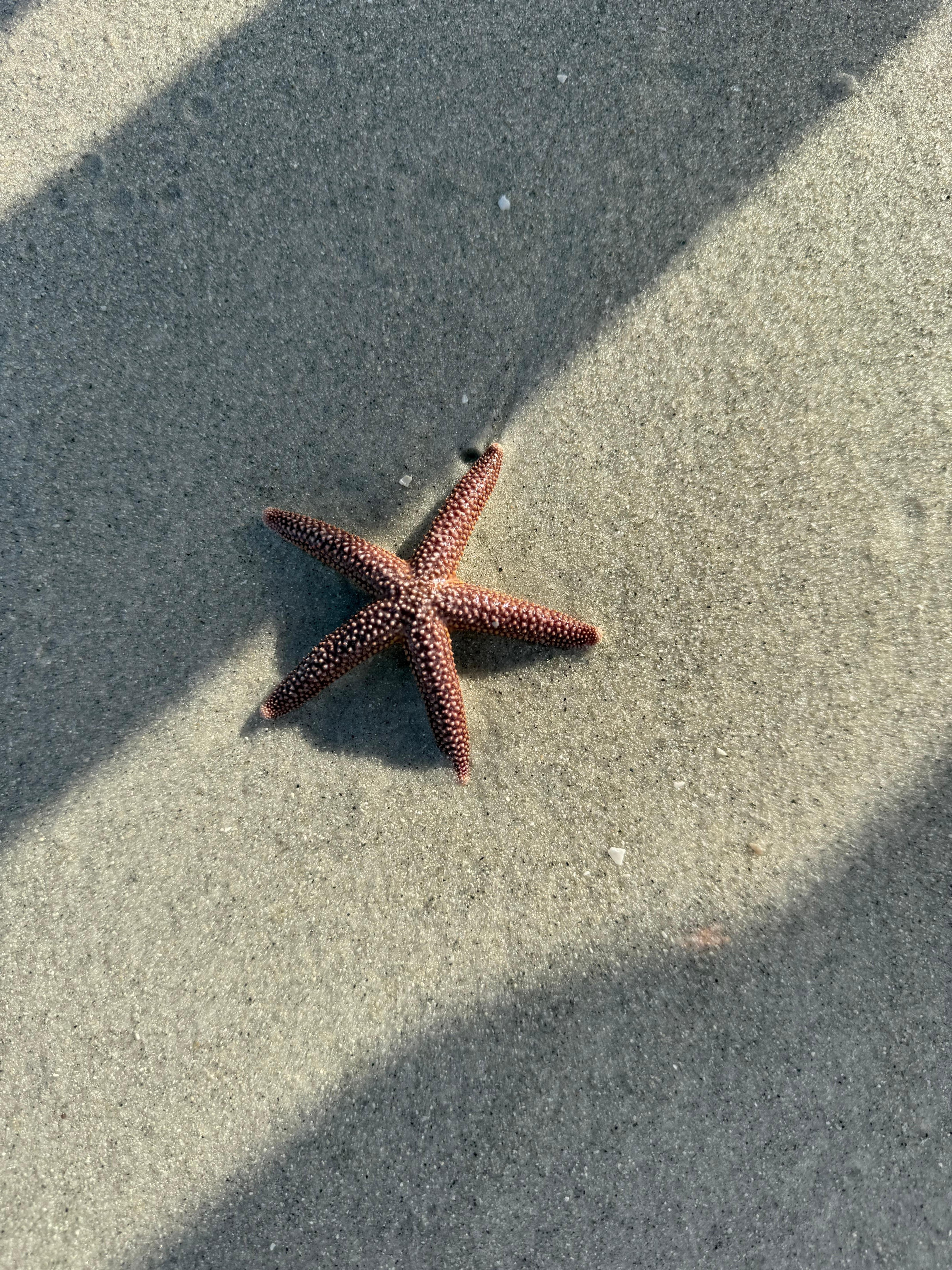 We found this right in front of the beach when we arrived. 