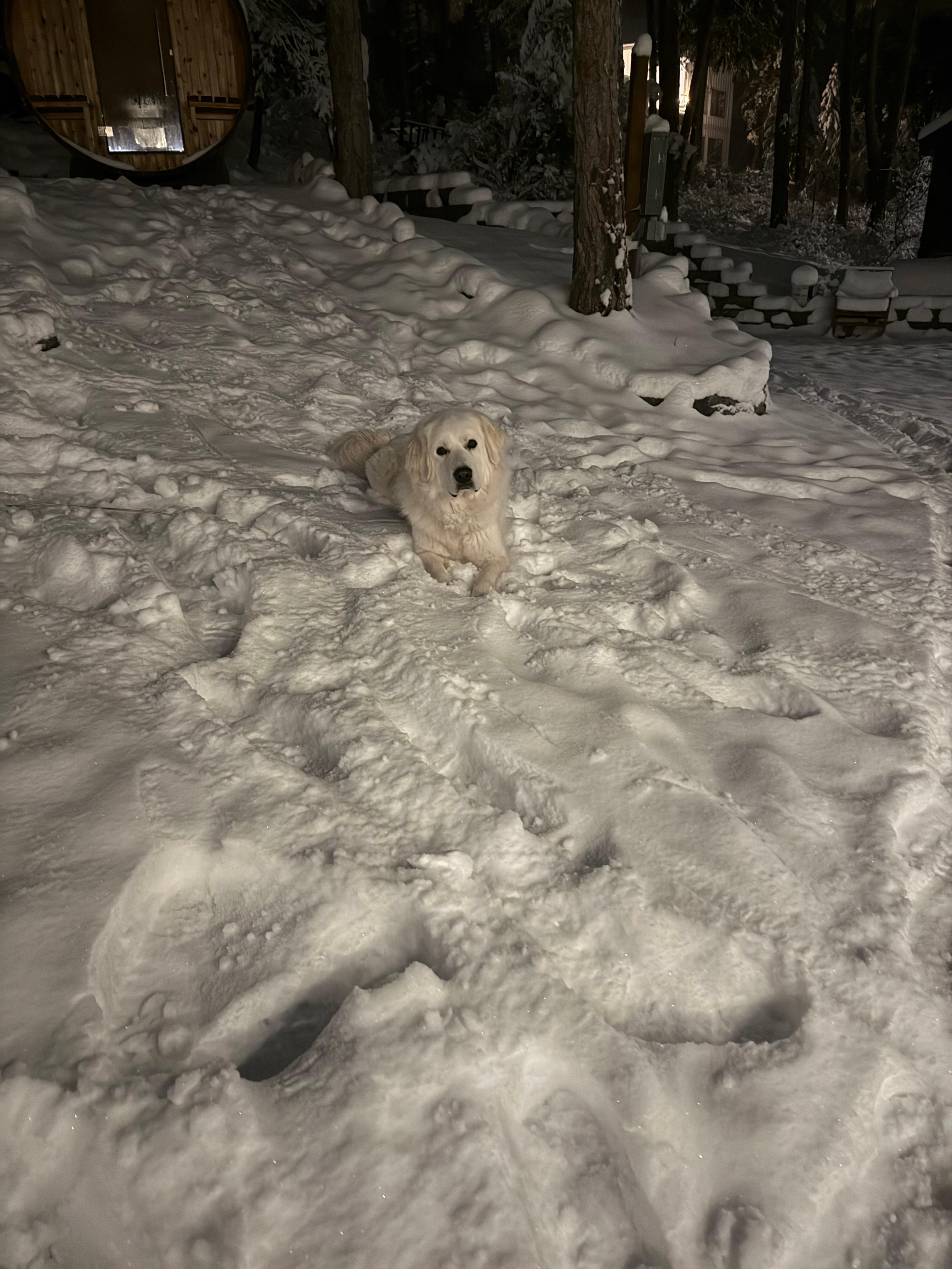 Dog friendly, she loves the snow